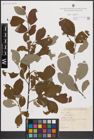 Foto von Salix caprea L.